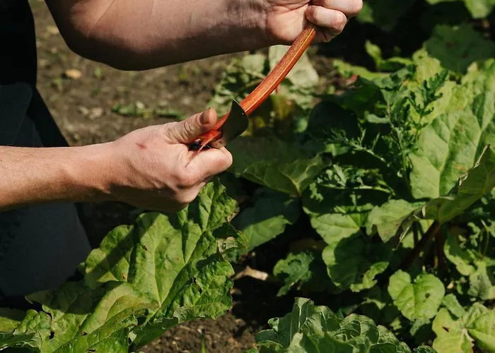 Apartment Corneli Residences - Chateau St Gerlach